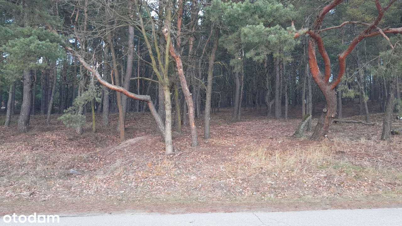 Działka leśno-budowlana z MPZP, 1366m2, Skrzeszew, pow. legionowski - Pełny obrazek: 4/4