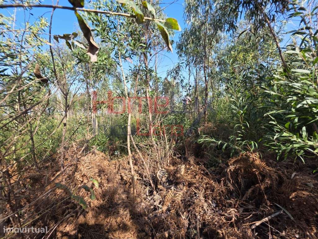 Terreno na zona industrial de Albergaria-a-Velha-1