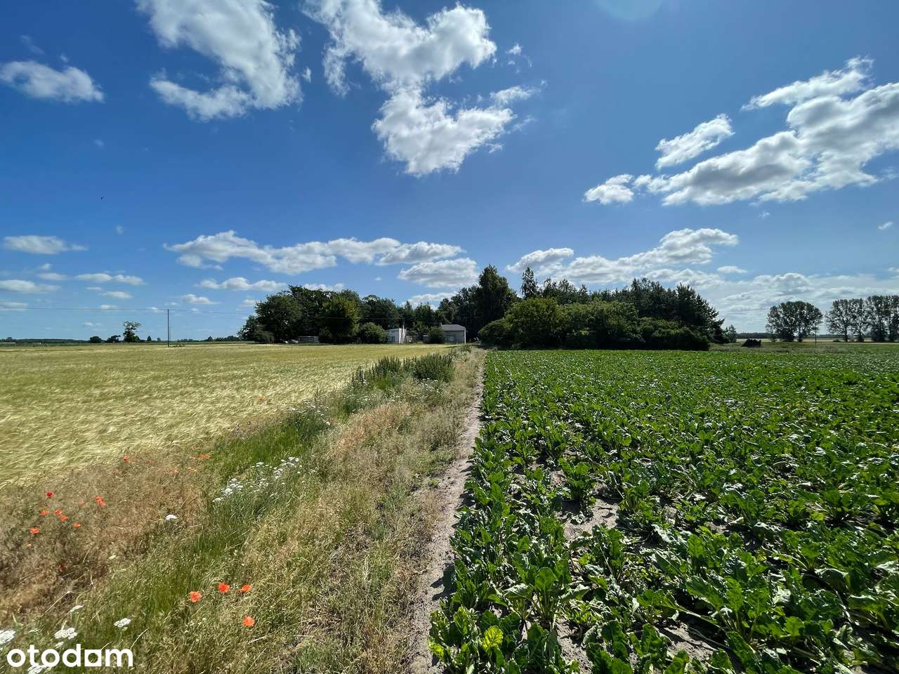 Dwie działki w cenie jednej!  732 m2  + 1300 m2-6