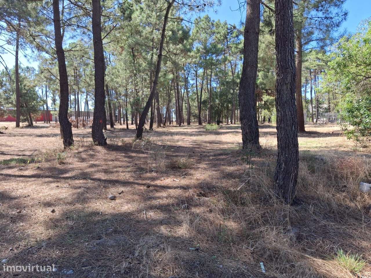 Oportunidade Única de Investimento — Terrenos no Pinhal de Negreiros - Grande imagem: 5/7