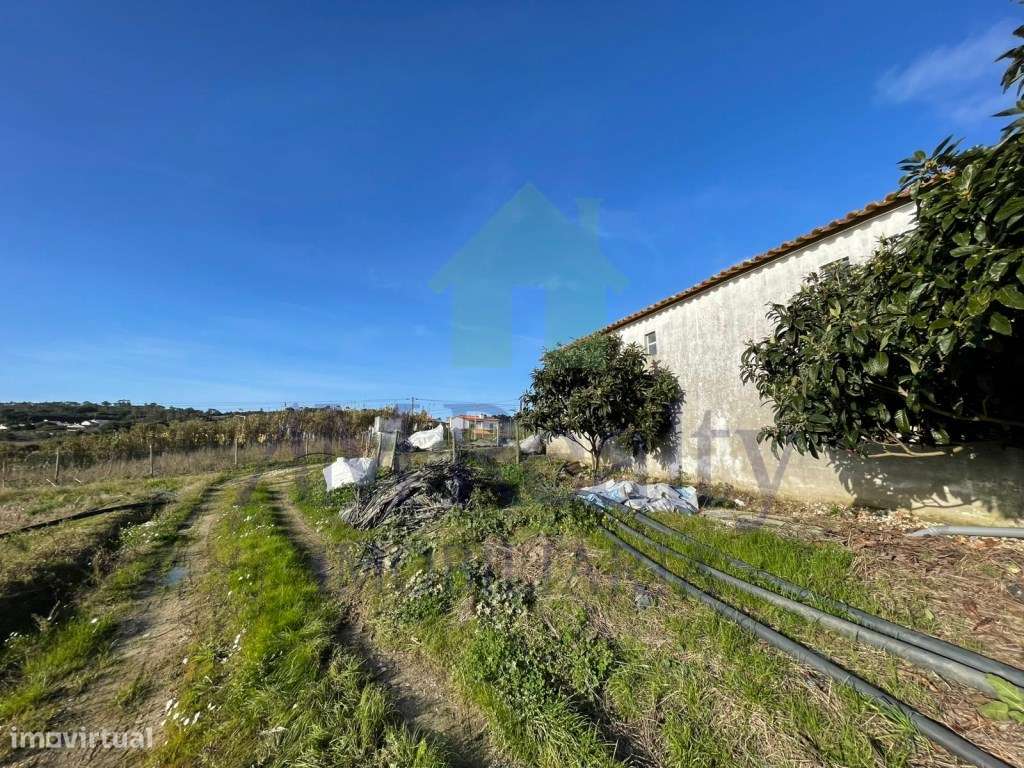 TERRENO RÚSTICO | AMOREIRA | OBIDOS - Grande imagem: 4/14