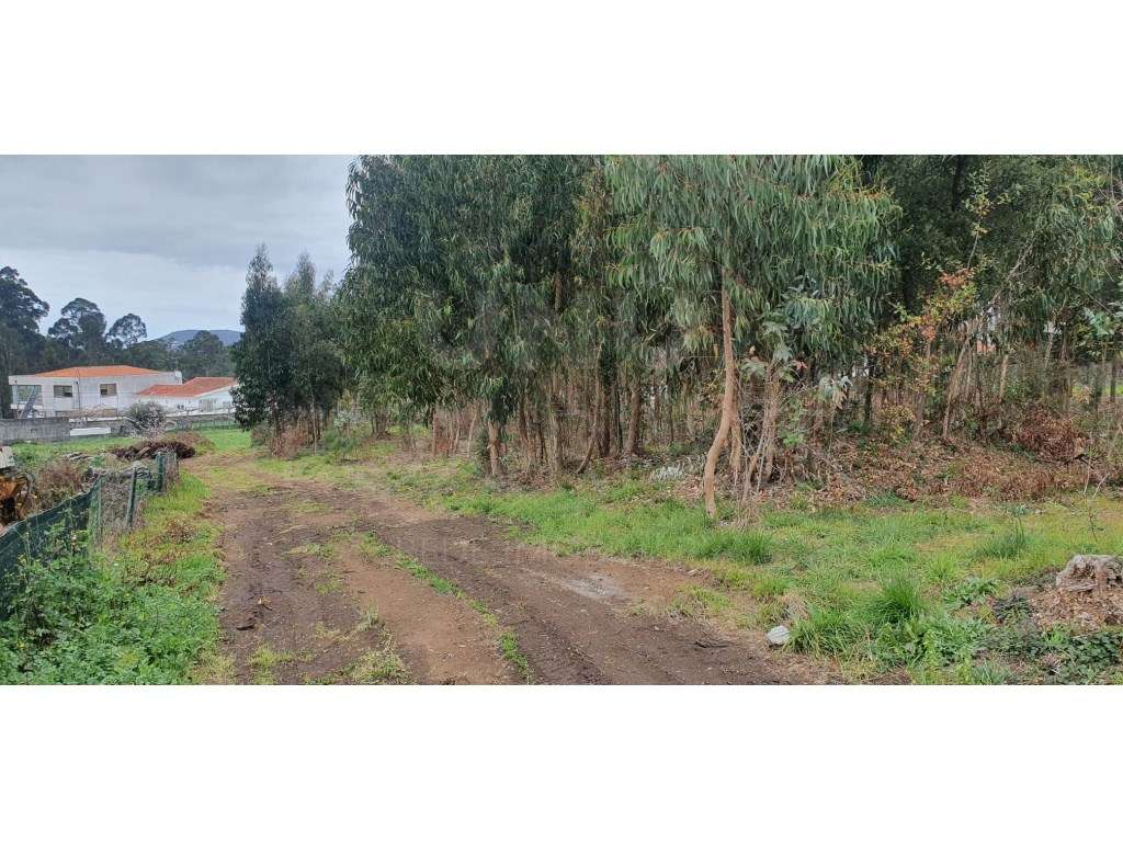 Lote na freguesia de Forjães - Esposende com 2000m2 de terreno. - Grande imagem: 3/6