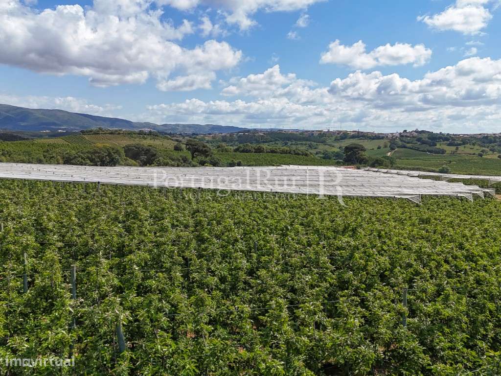 Exploração Agrícola com 37 ha e produção de Pera Rocha no Cadaval-17