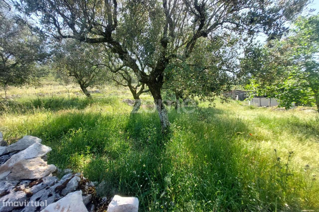 Terreno com 2500m2 a 10m de Fátima e 15 m da Batalha-7