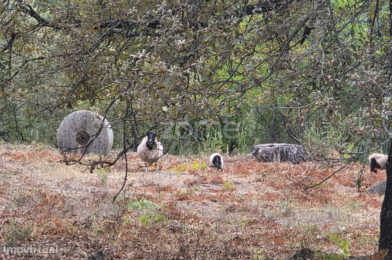 Quinta com cerca de 5,5ha - Património Natural com Potencial Único - Grande imagem: 5/19