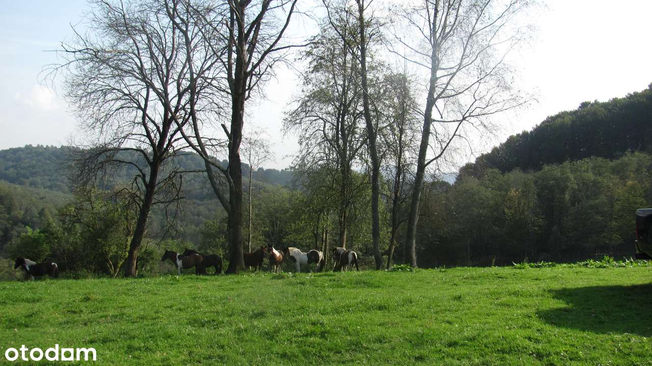 Siedlisko w Bieszczadach-12