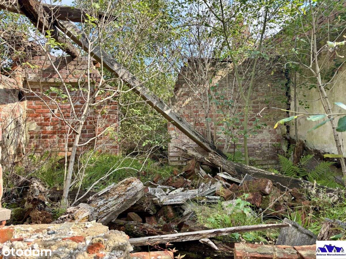 Siedlisko w sąsiedztwie lasu-17