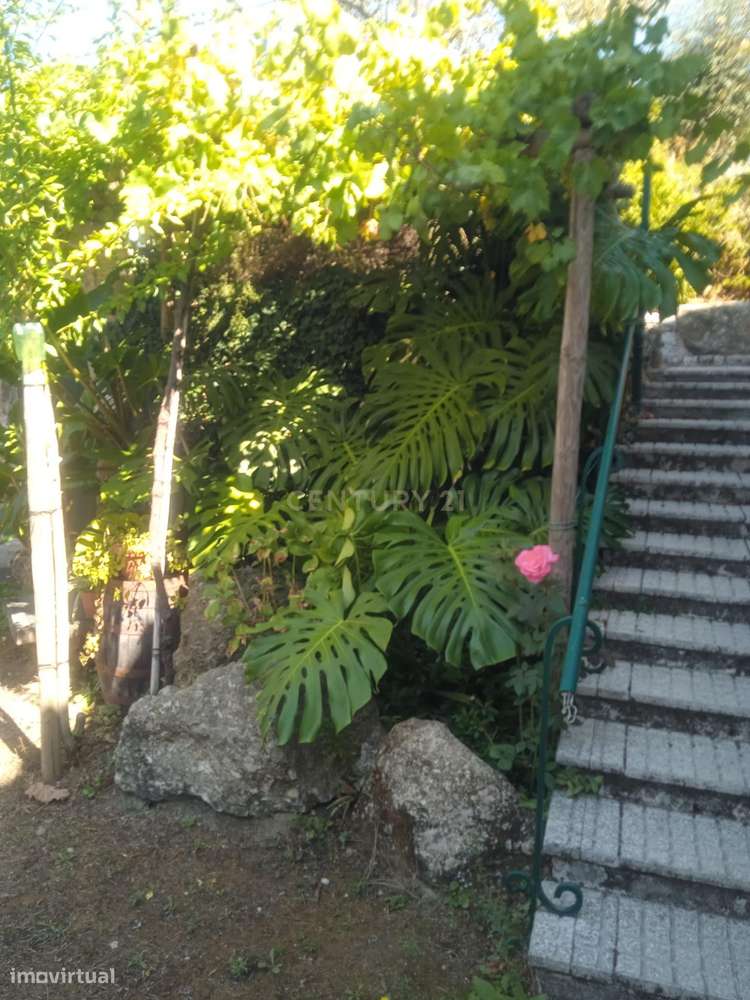 Quintinha - São Tomé de Covelas, Baião-13