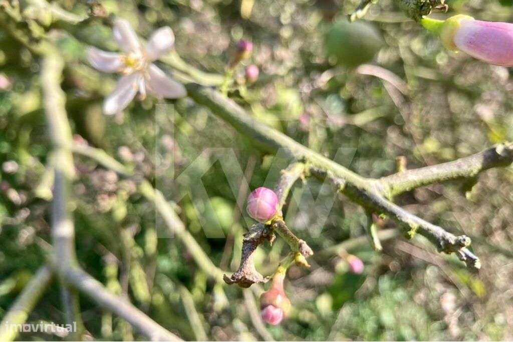 Limoal na Zona Oeste | Concelho de Mafra - Grande imagem: 2/30