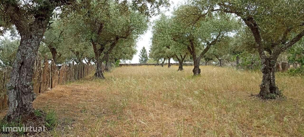 Terreno 4250m2 ,Lentiscais, Castelo Branco - Grande imagem: 2/6