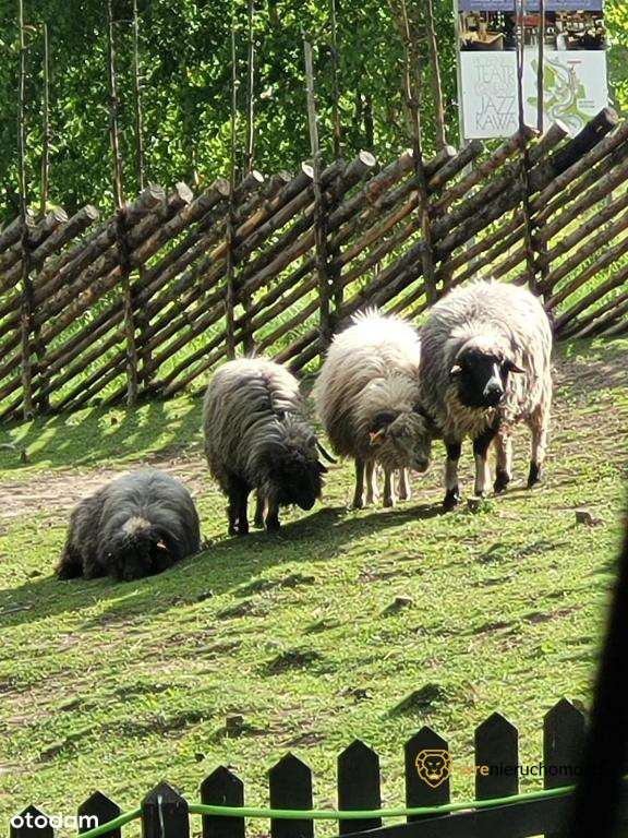 Inwestycyjnie - Dom pod lasem/Agroturystyka-16