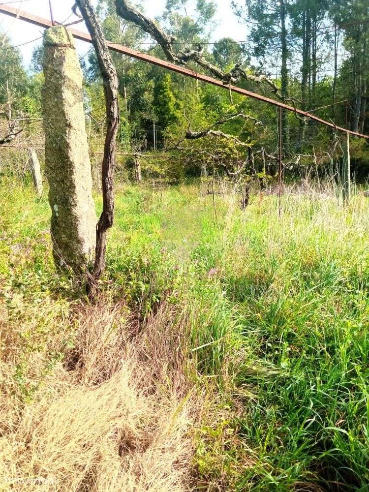 Terreno Rústico com 800 m² - Fonte Arcada - Grande imagem: 5/7