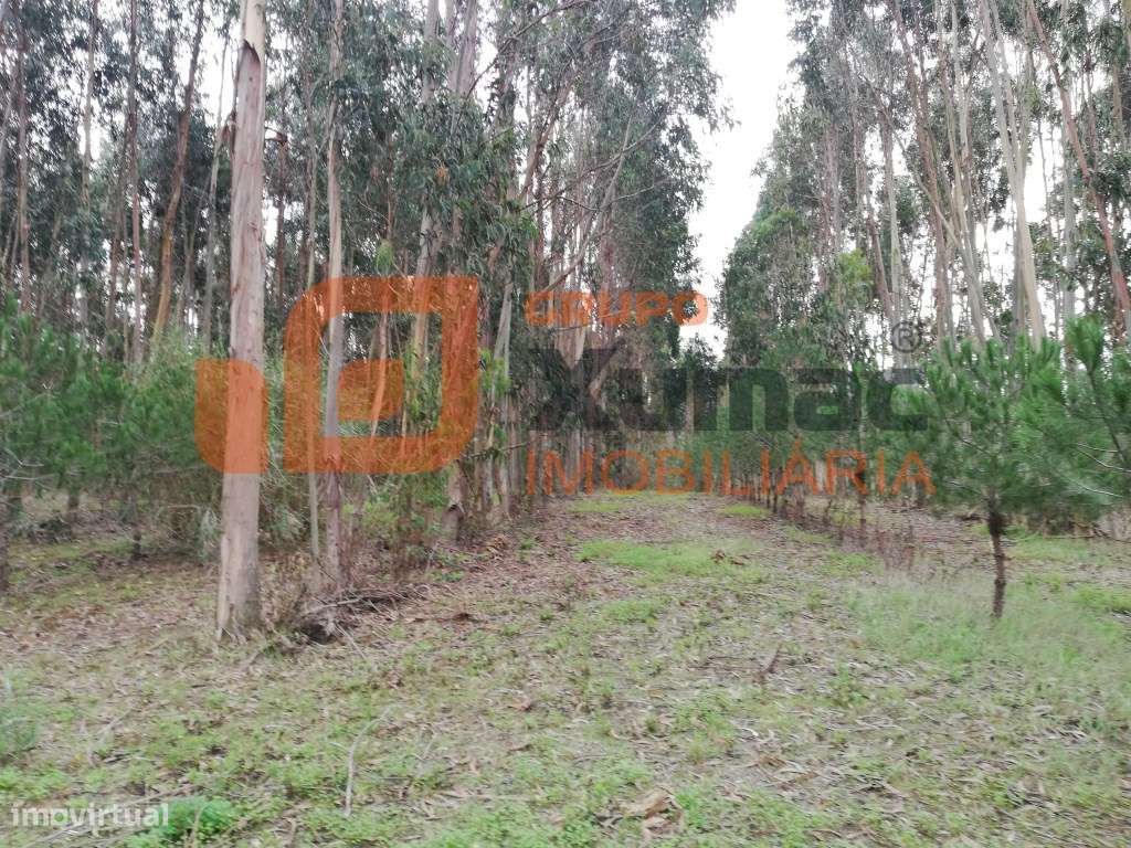 Terreno junto a Auto-estrada-0