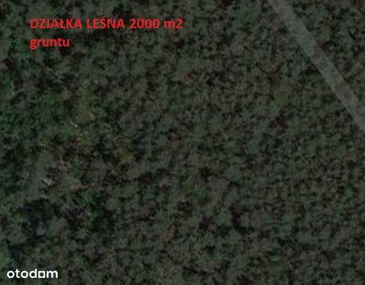 Działka leśna 2000m2 BIAŁOŁĘKA rejon Insurekcji