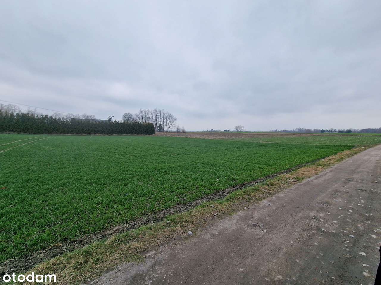 Syndyk sprzeda udziały w nieruchomościach w Skrzypkowie - Pełny obrazek: 2/5