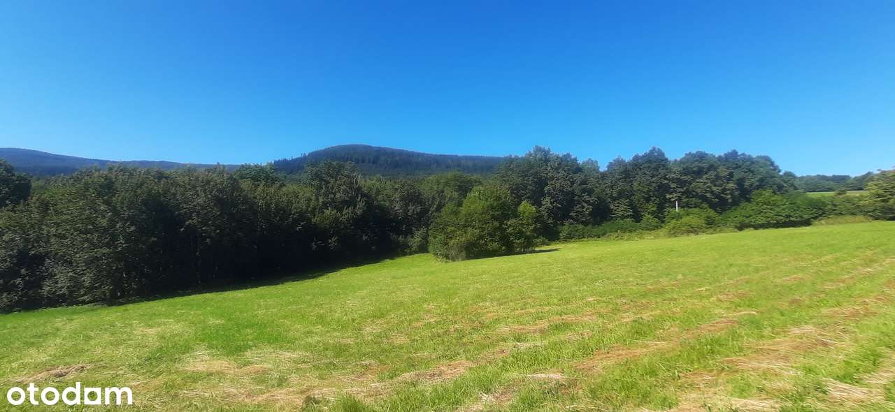 Okazja cenowa, 7000 m², budowlana, las, strumyk, cisza - Pełny obrazek: 5/5