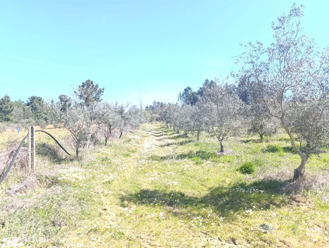 Quinta T1 / Fundão, Salgueiro - Grande imagem: 5/16