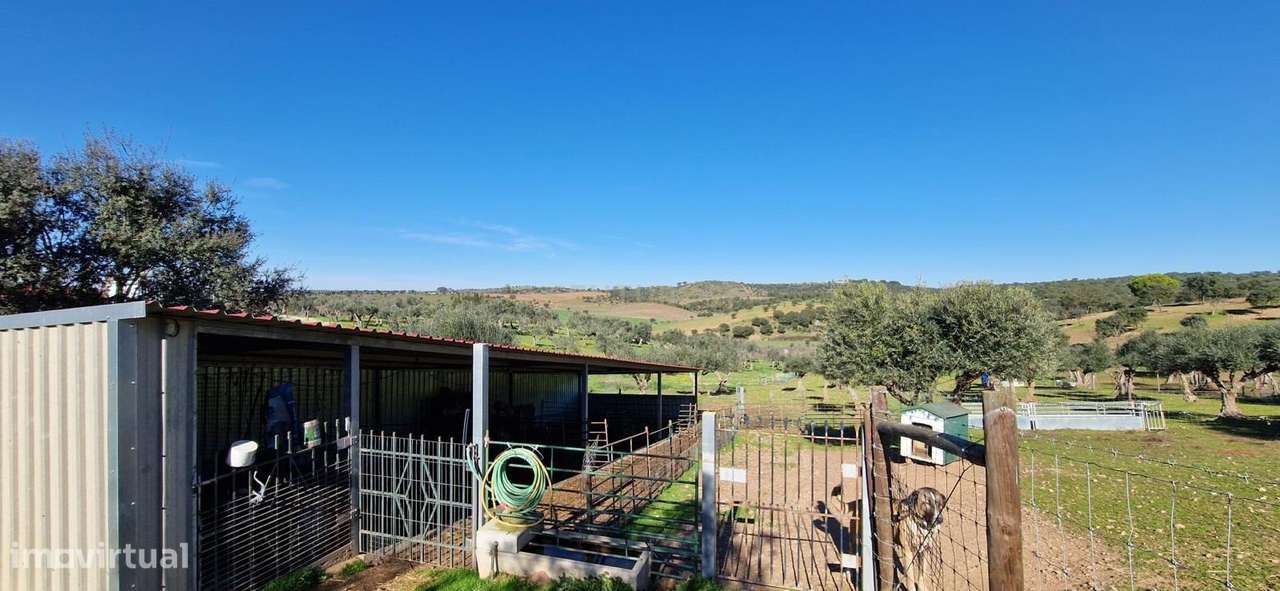 Herdade de 62 Hectares no Coração do Alentejo – Évora  - Agricultura --29