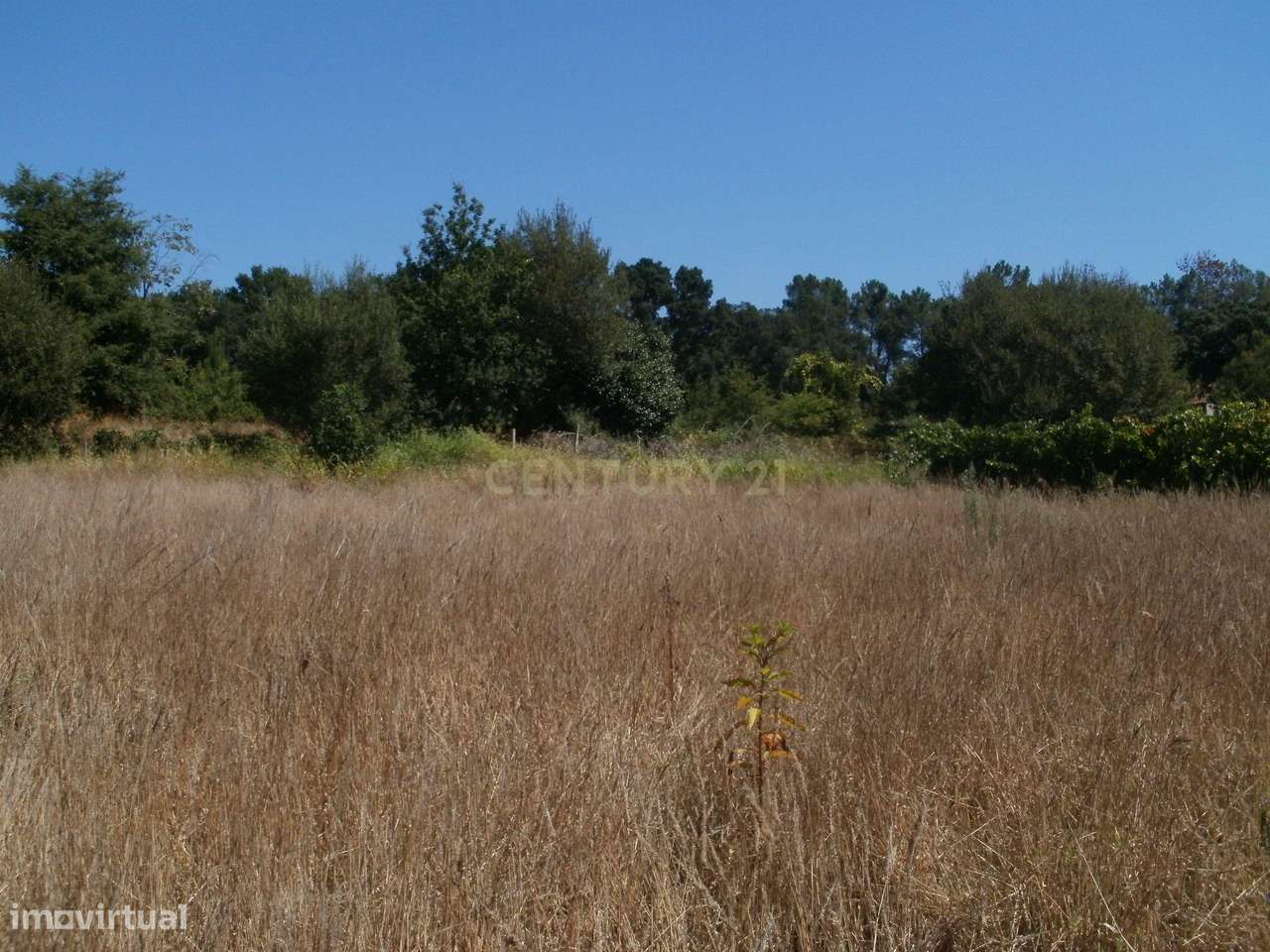 Terreno agricola em Tondela-4