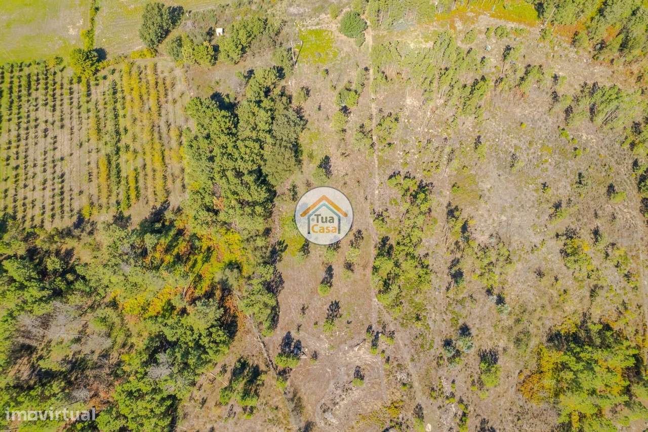 Terreno Rústico em Mangualde - Grande imagem: 5/16