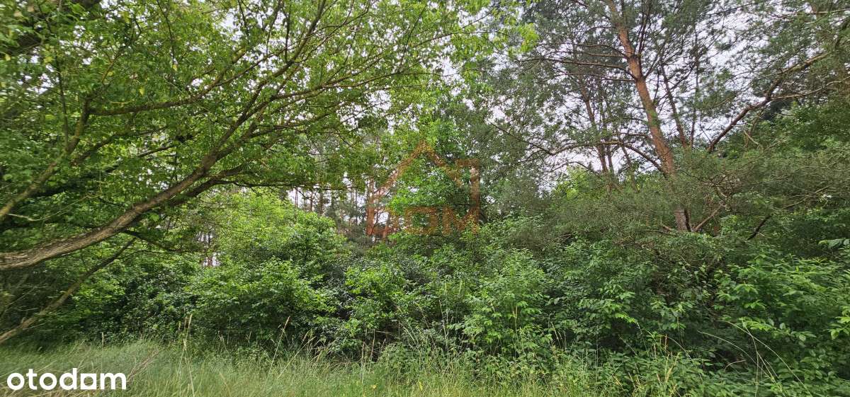 Działka las na ośrodek wypoczynkowy jezioro - Pełny obrazek: 5/11