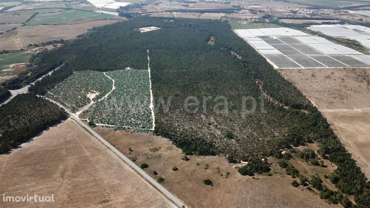 Herdade 82.2 ha, Longueira/ Almograve