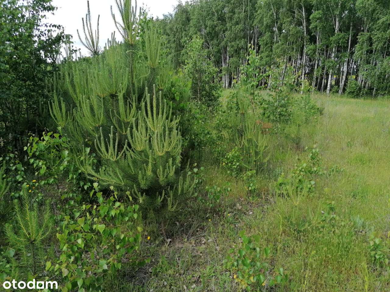 Sprzedam działkę, Karczewko,Kiszkowo - Pełny obrazek: 4/6