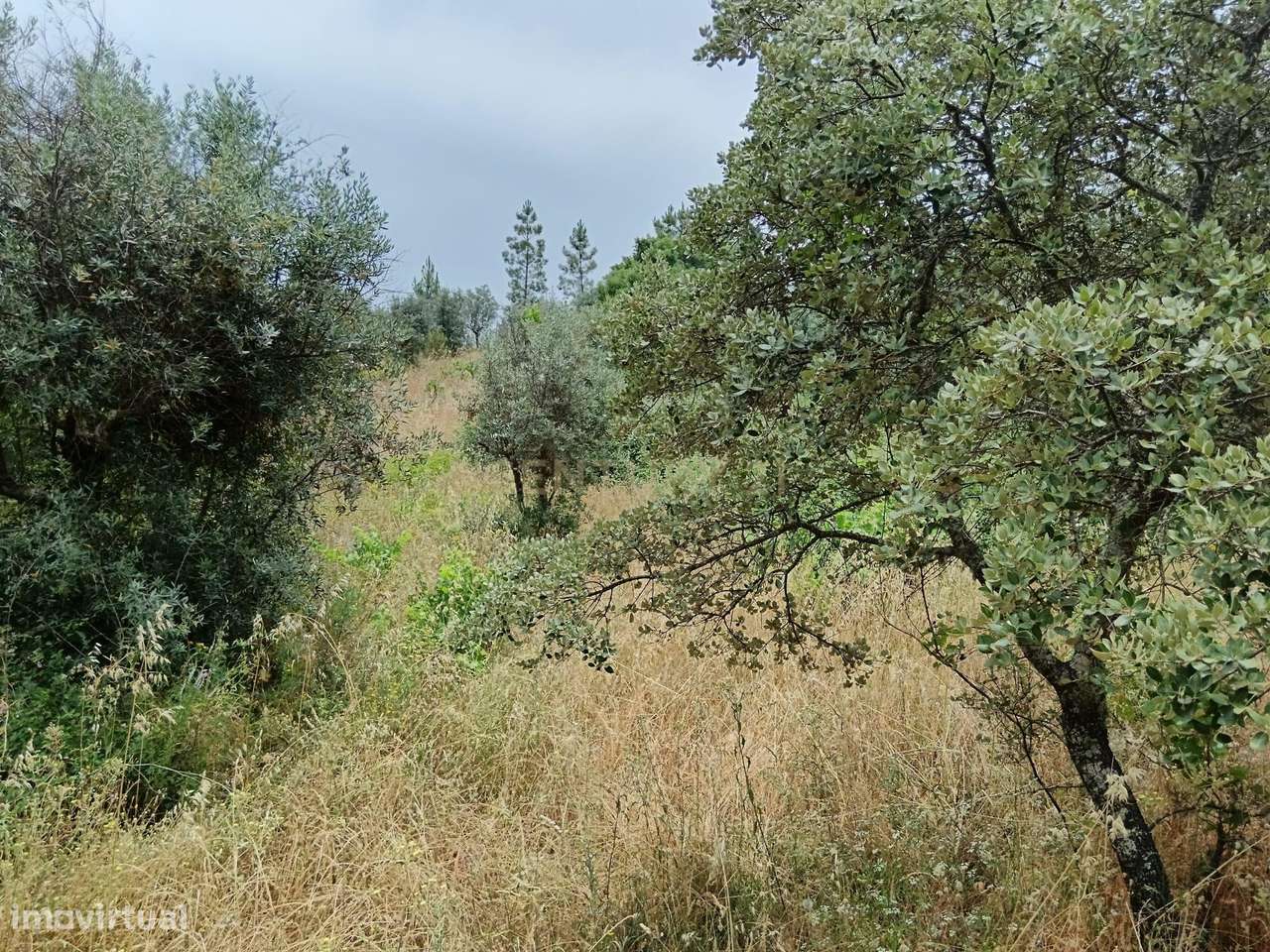 Terreno rustico em Palvarinho ( Rabadão  ) - Grande imagem: 5/6
