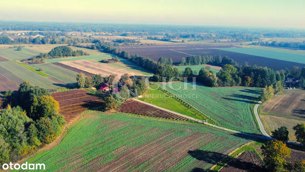 Zadbane siedlisko z prosperującą plantacją jagody kamczackiej.-3