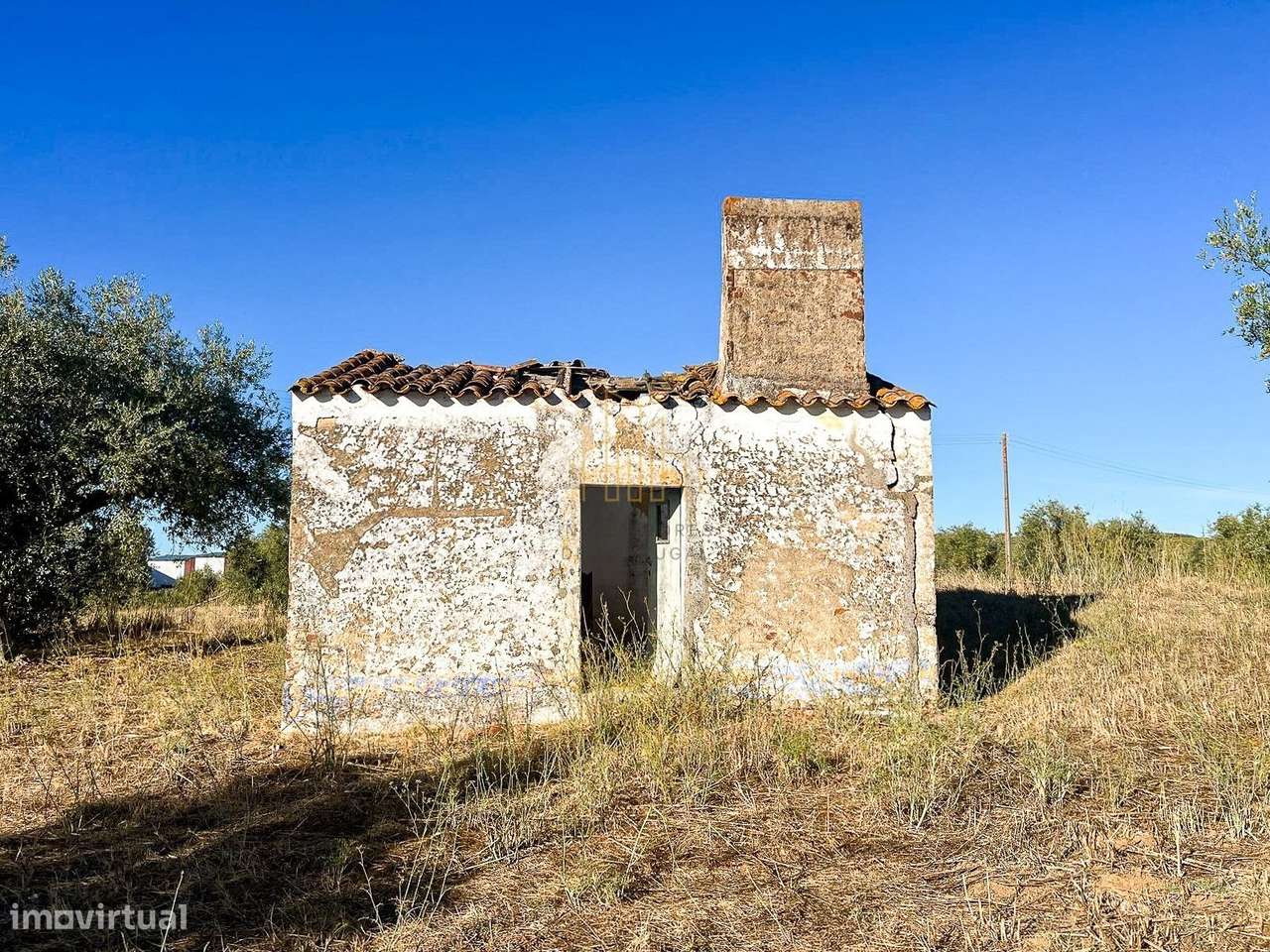 Terreno com ruína, 300 oliveiras e árvores de fruto – Estrada das V... - Grande imagem: 4/9