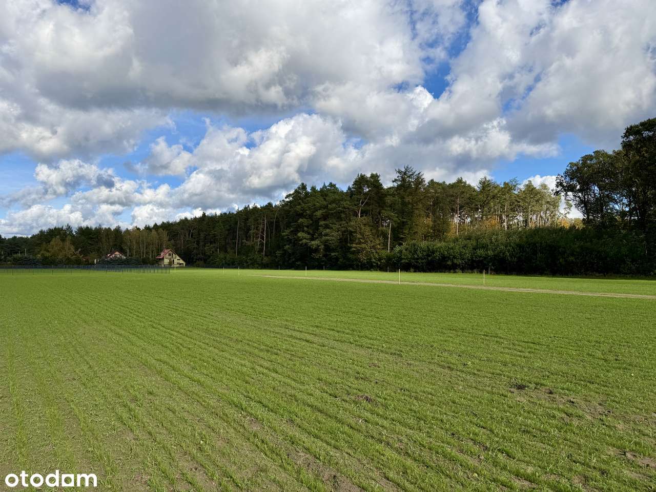 Działki przy jeziorze Lucieńskim i lesie państwowym-18