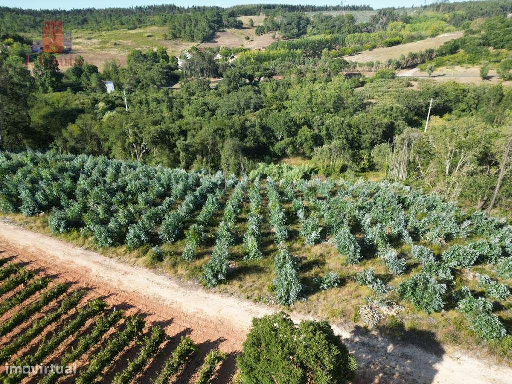 Terreno para agricultura em Vidais - Grande imagem: 2/9