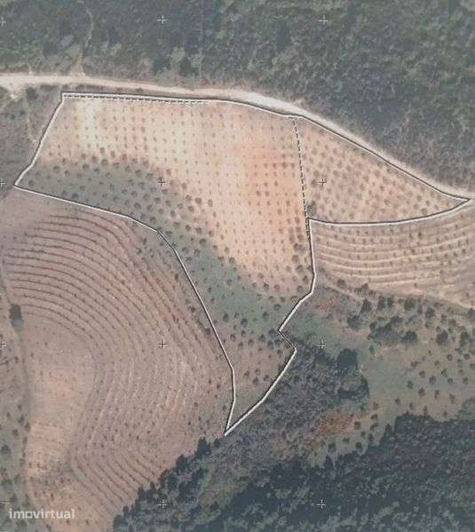 Olival e Amendoal - Grande imagem: 5/6