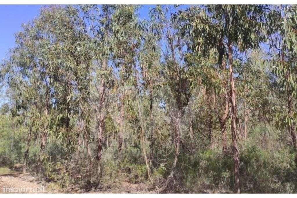 Terreno Rústico na localidade de Engarela, Penamacor, com 8.750m2. - Grande imagem: 5/12