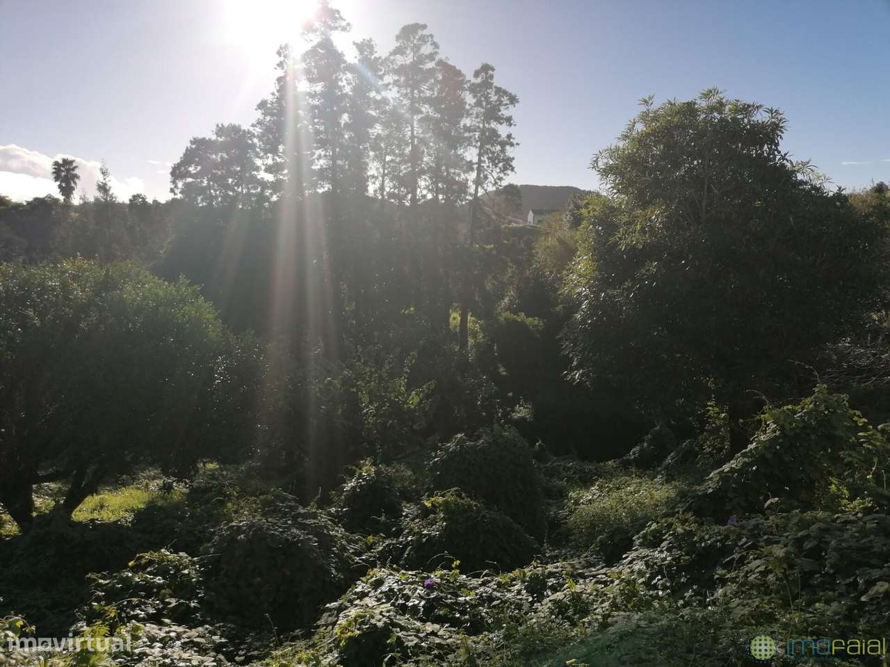 T3 c/Marquise| Flamengos-34