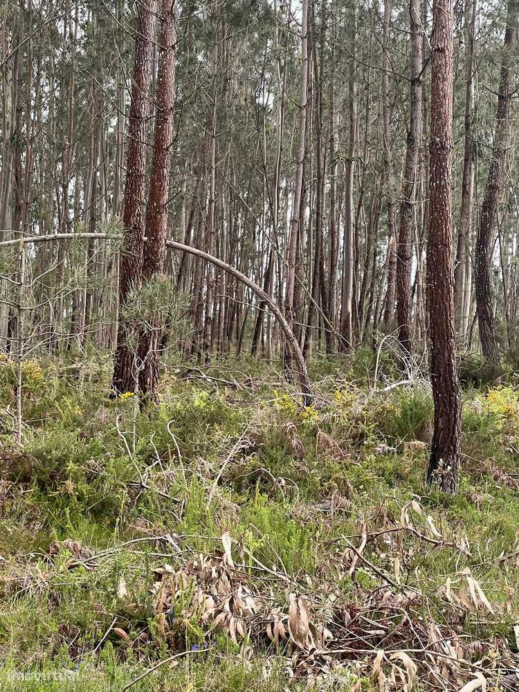 Terreno rústico 1.300m2 em São Mamede, Batalha - Grande imagem: 2/8