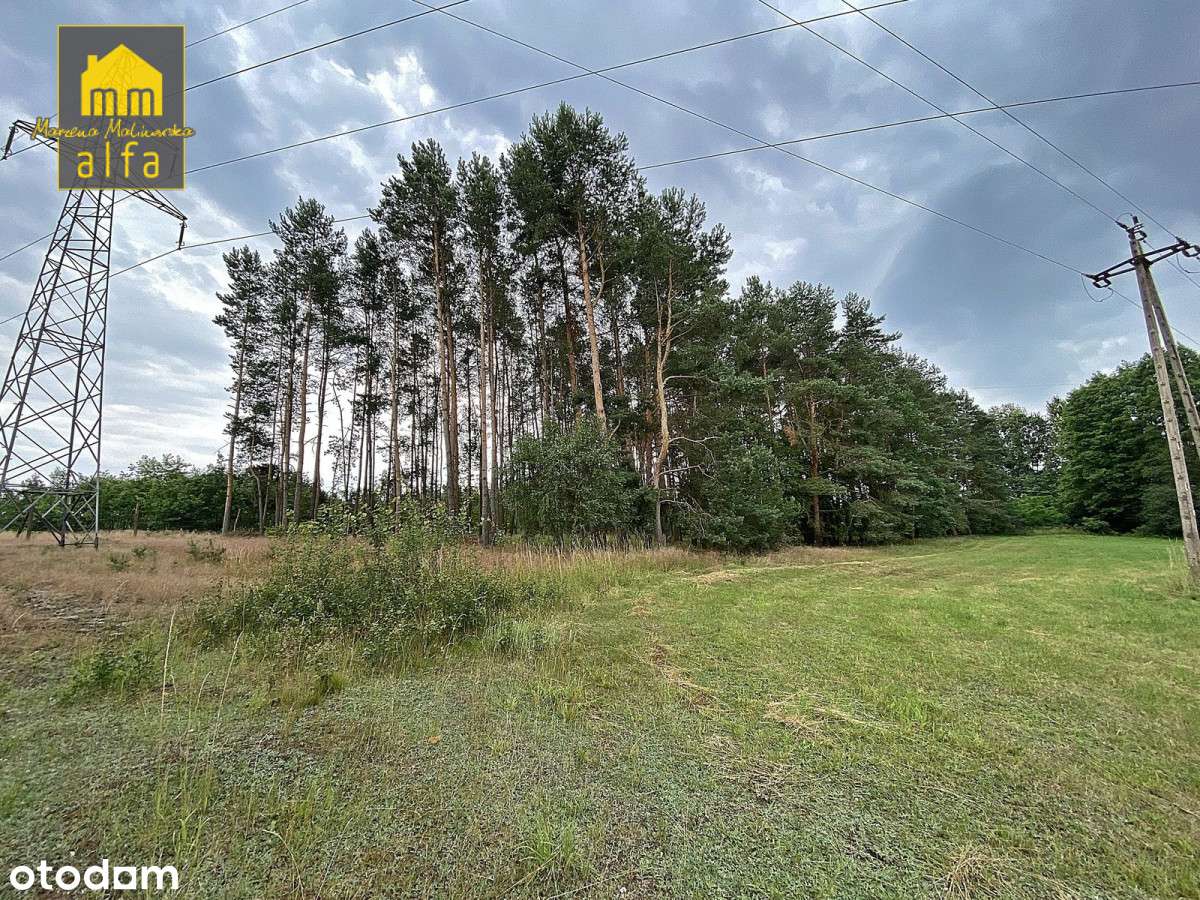 Działka z lasem, Biały Bór - Pełny obrazek: 4/6