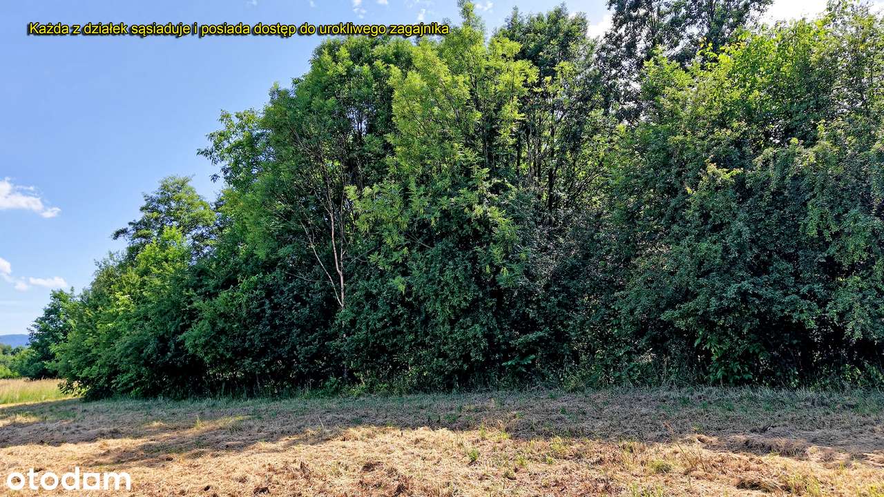 Piękna działka blisko centrum przy lasku - Pełny obrazek: 4/13