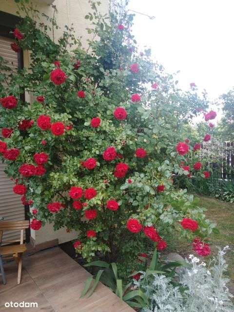 Segment narożny z garażem-4