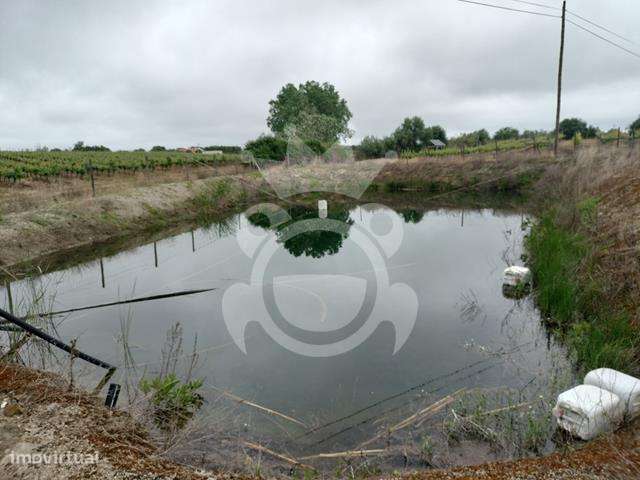 Vinha 4,425 ha com gota a gota e viab construção-7