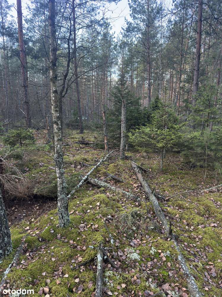 Leśniczówka Unikalne niespotykane miejsce w Europie  w Puszczy Białow. - Pełny obrazek: 4/20
