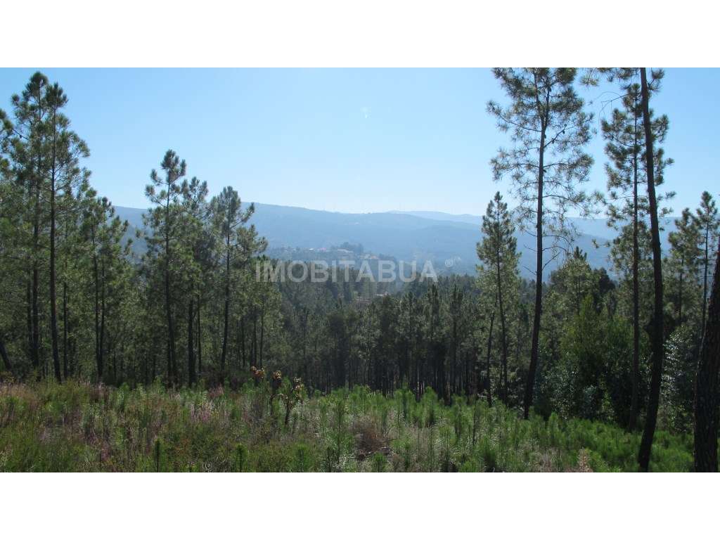 Terreno de construção - Grande imagem: 4/7