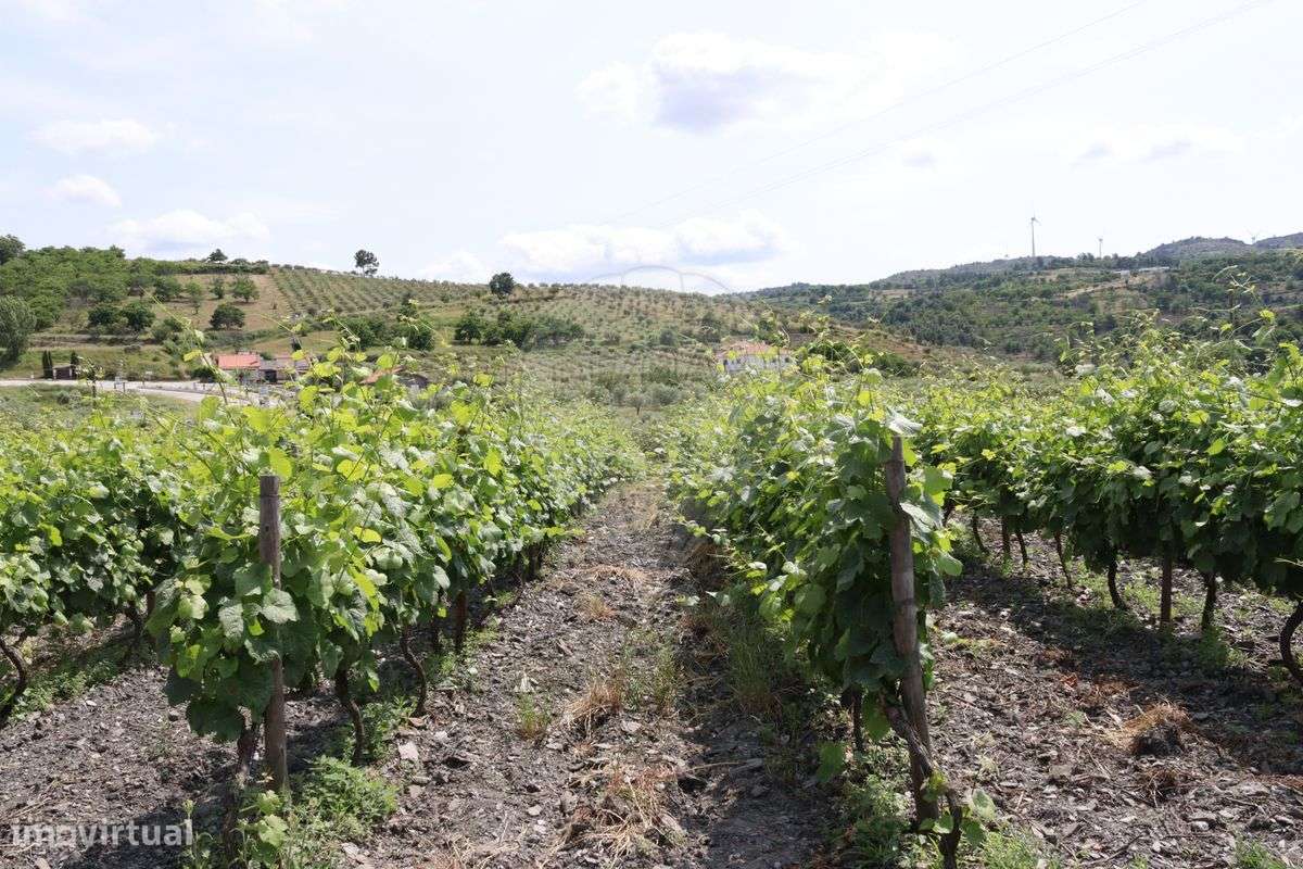 Terreno  para venda - Grande imagem: 4/14