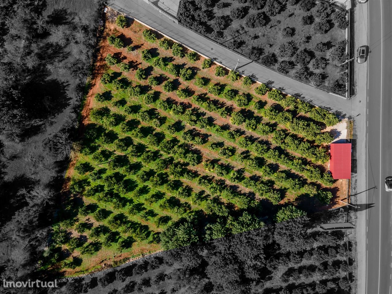 Pequeno Paraíso no Coração de Boliqueime: Terreno com viabilidade de c