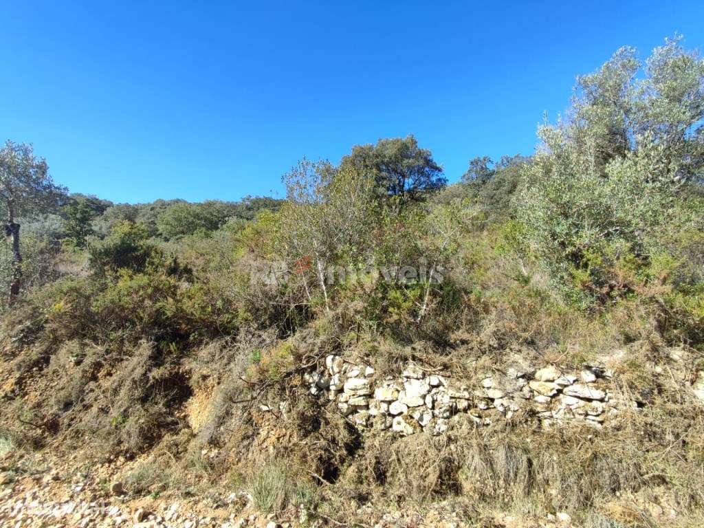 Terreno rústico com 1880m² - Sabrosa, Tomar - Grande imagem: 4/23