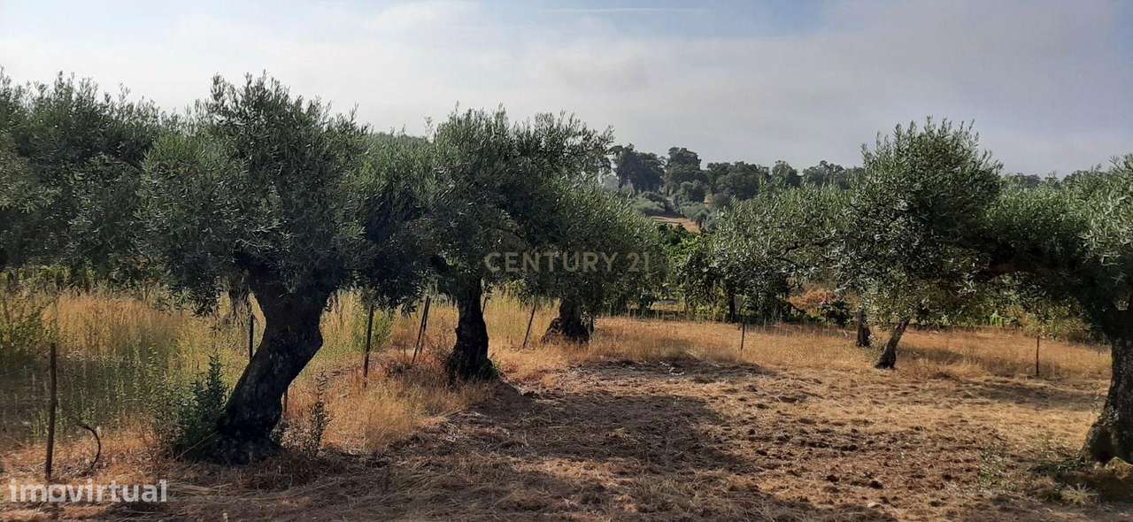 Terreno Rústico na Lousa, Castelo Branco - Grande imagem: 5/19