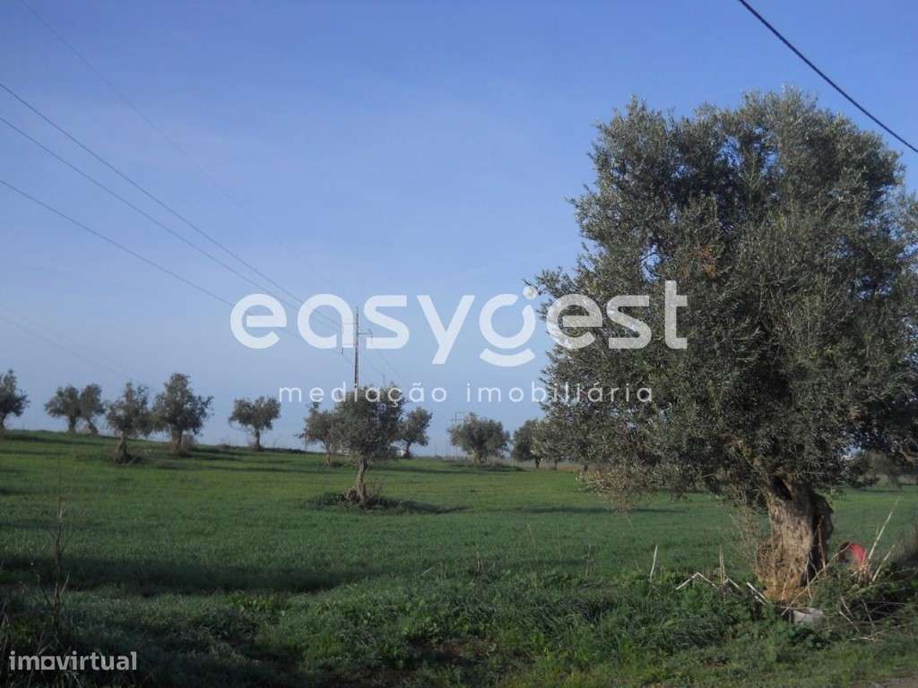 Terreno de 16.500m2 em Aljustrel - Grande imagem: 4/11