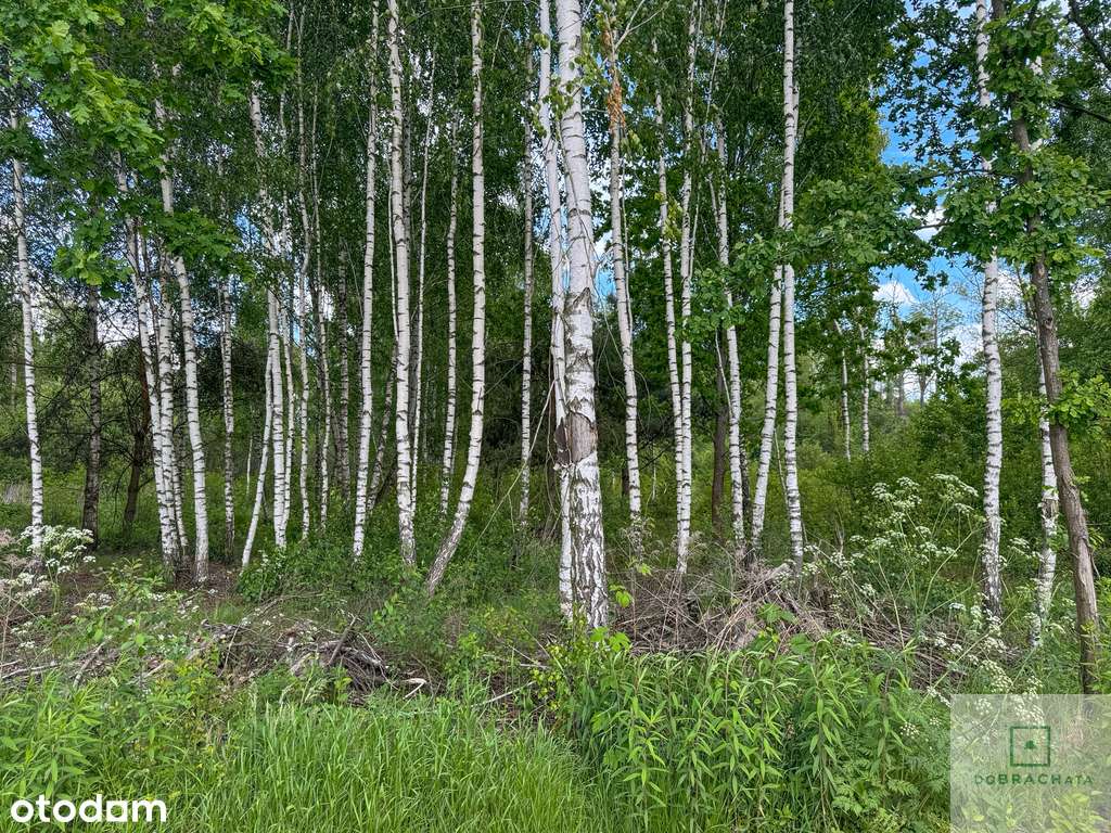 Działka 6400 mWola Rowska, gm. Łaskarzew - Pełny obrazek: 4/4