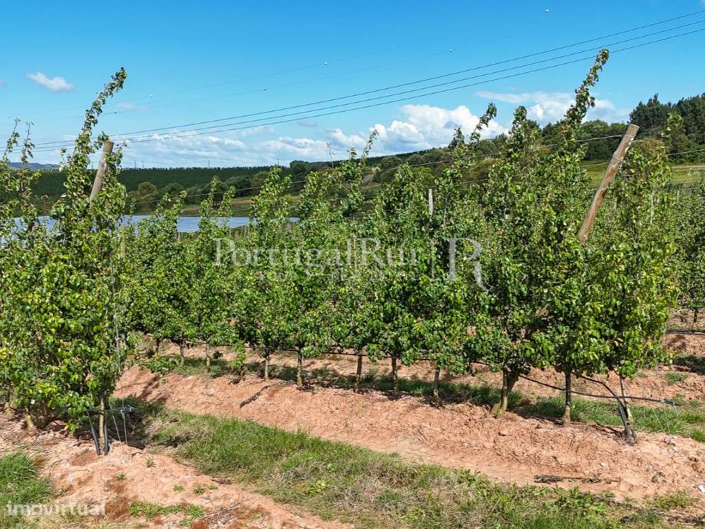 Exploração Agrícola com 37 ha e produção de Pera Rocha no Cadaval-43