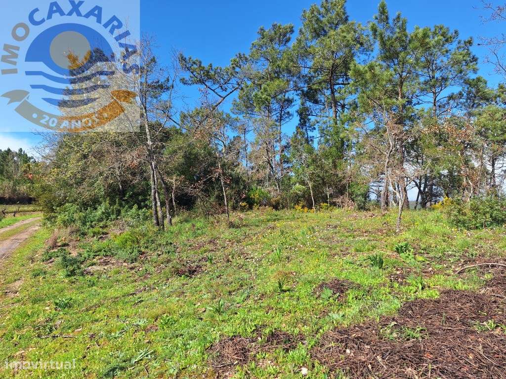 Terreno rústico com olival, vinha e pinhal. - Grande imagem: 3/7